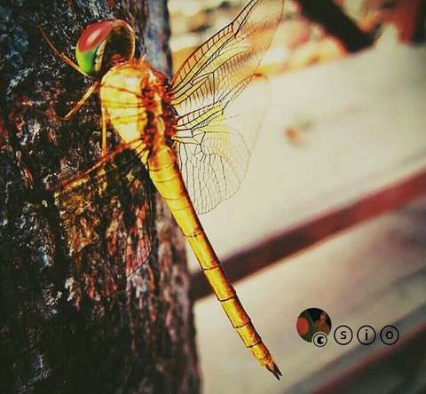 dragonfly