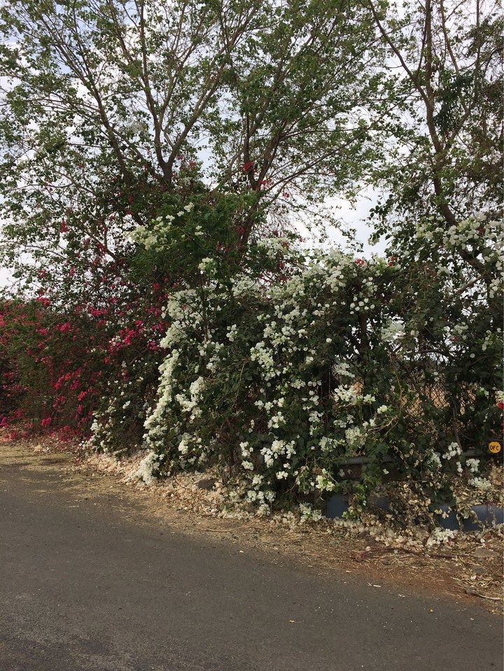 Blossom