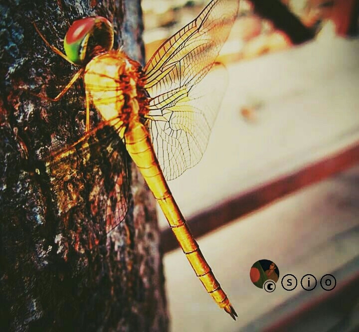 dragonfly