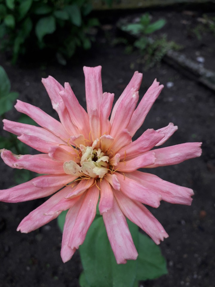 Just a flower
