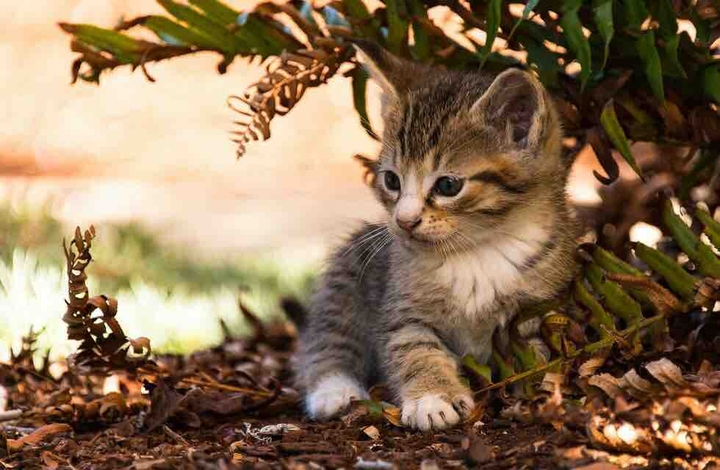 cute cat.