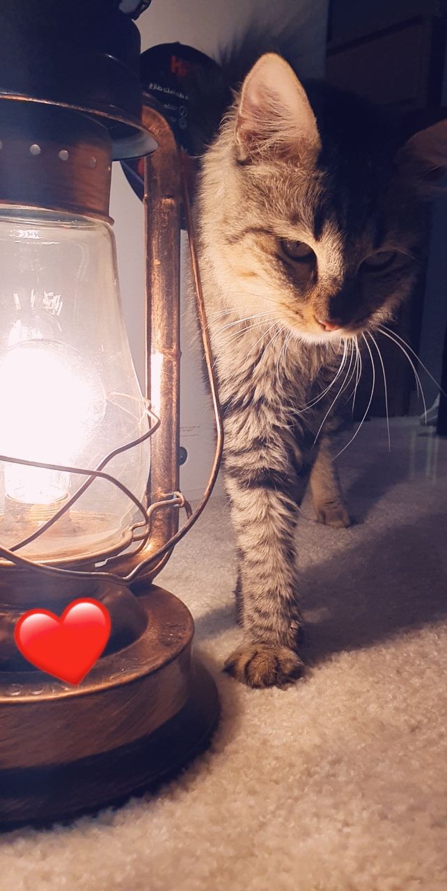 cat light