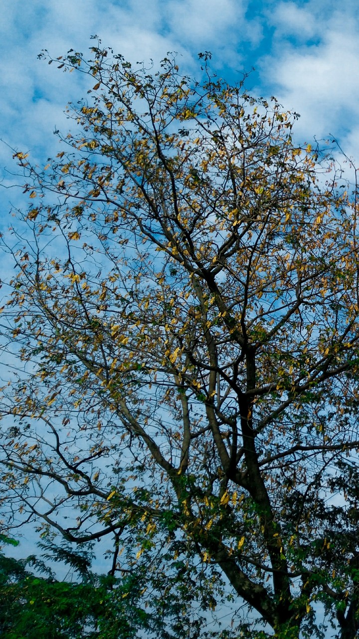 sky and tree