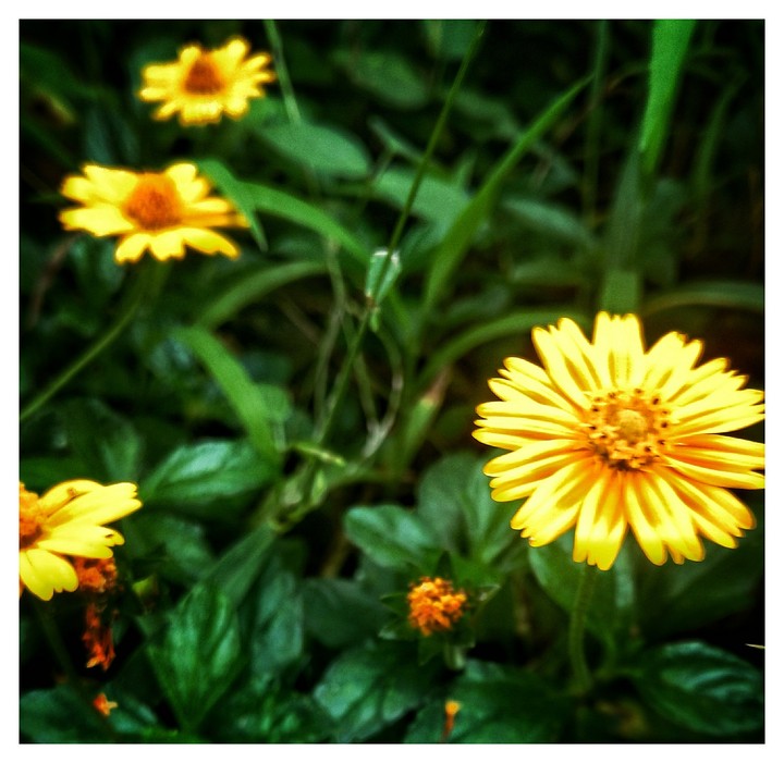 Wildflower