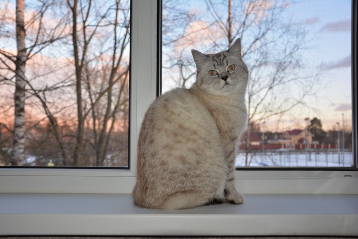 Кошка картошка