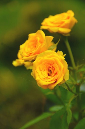 yellow rose