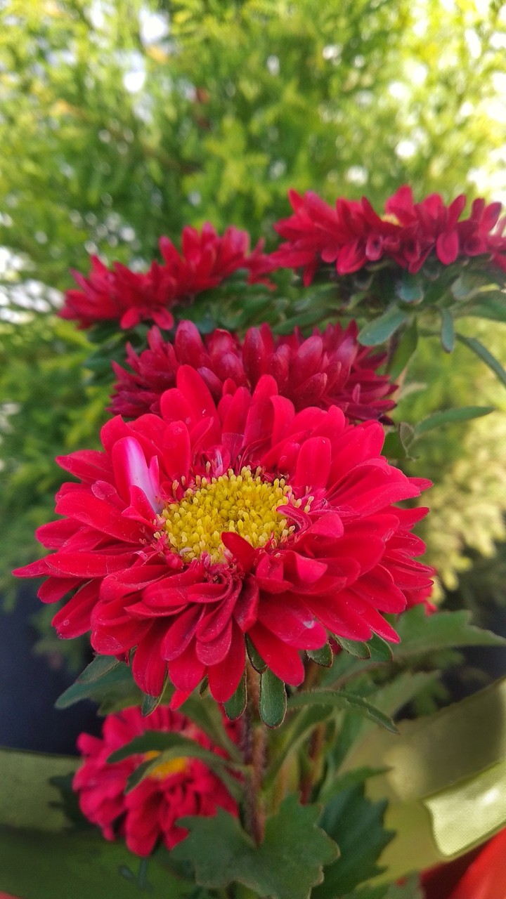 Flower Focus