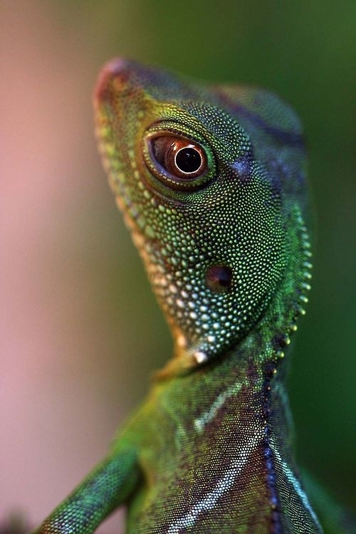 Chinese Waterdragon