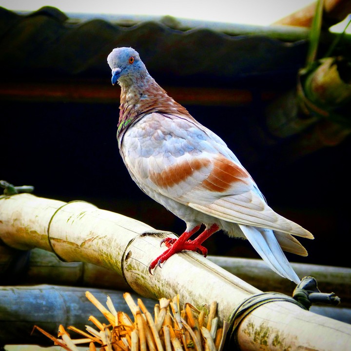 pigeon