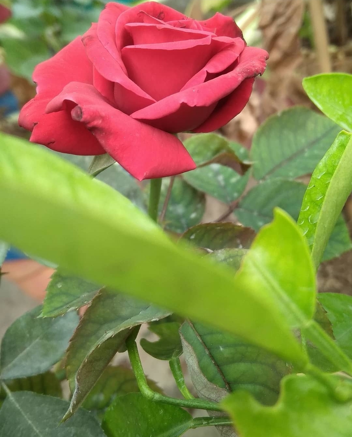 rose
