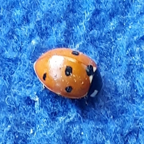 coccinelle