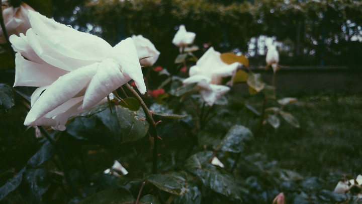 Rose
