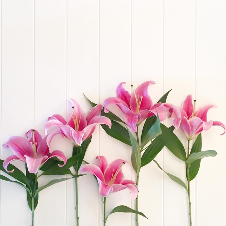 lilium
