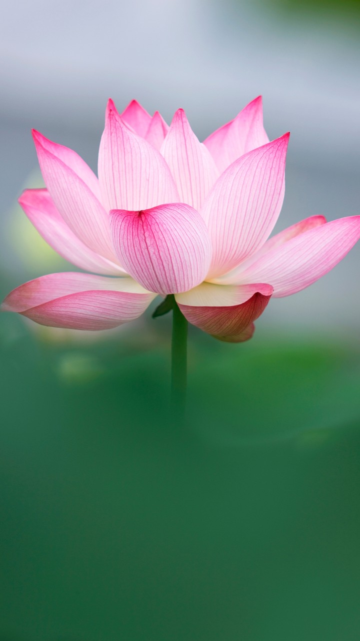 Pink Petals