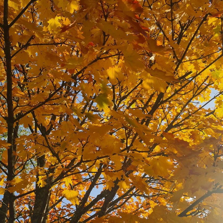 autumn