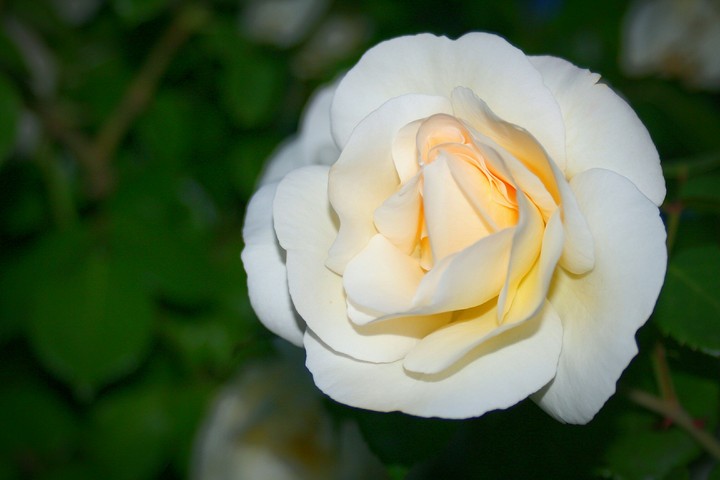 Flor.
