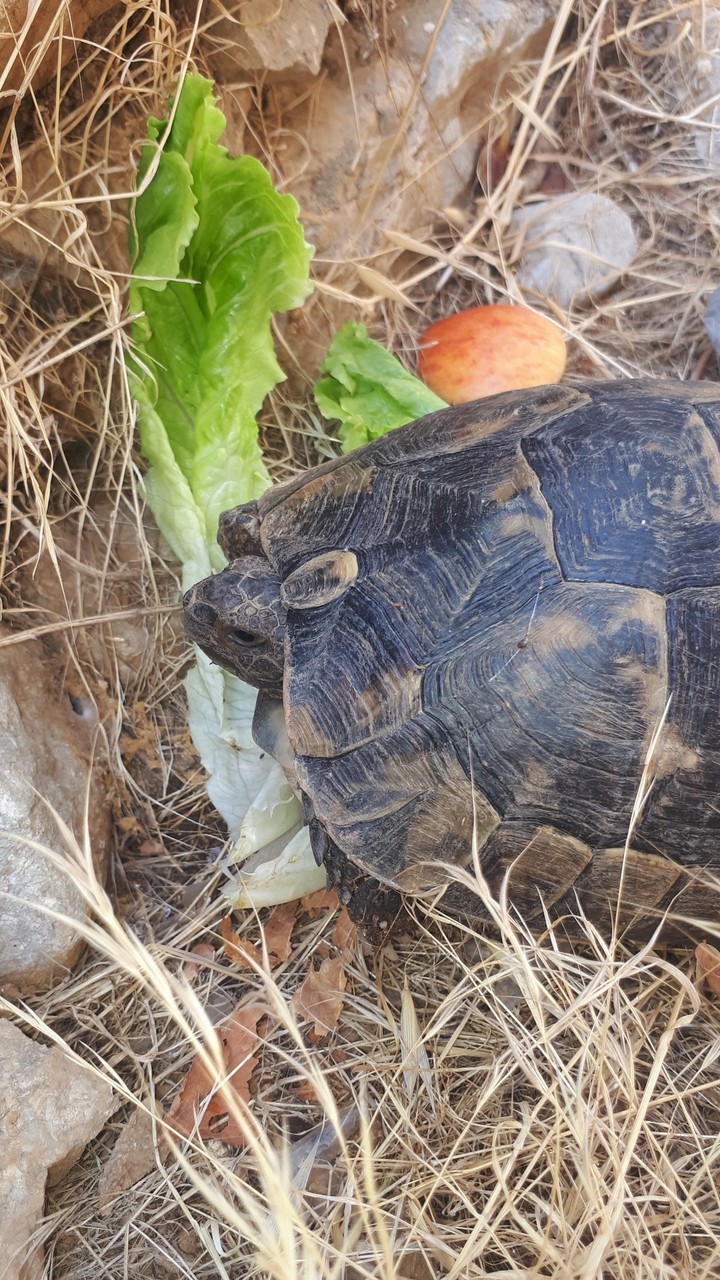 #turtles#Turkey#summer