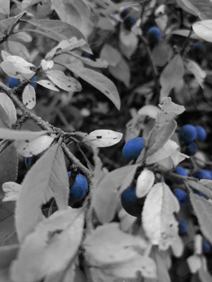 Blue Autumn