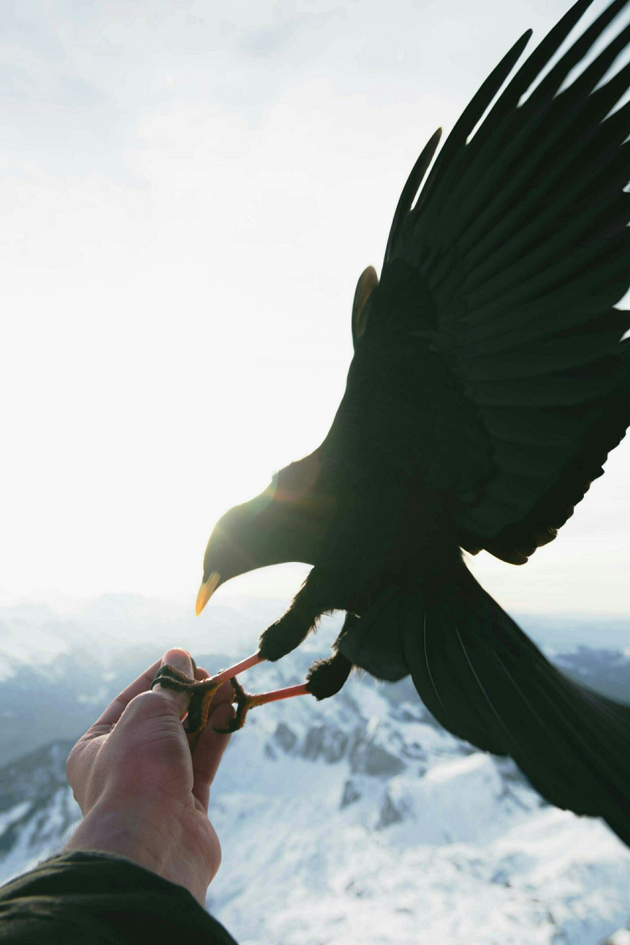 beak, hand wallpapers