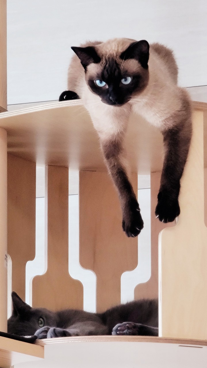 고양이