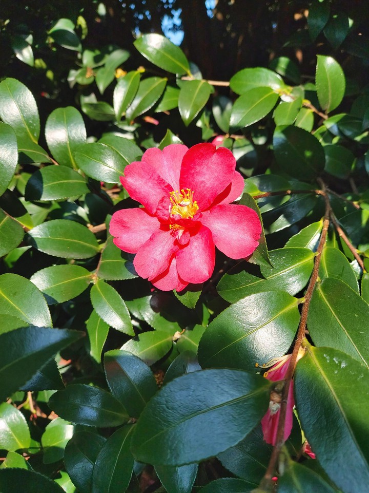 Red camellia in Jeju Island