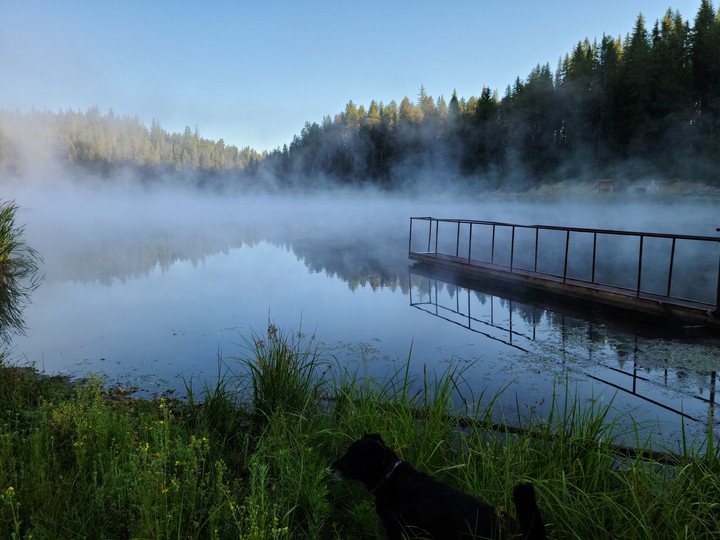 "Early Bird" Dog