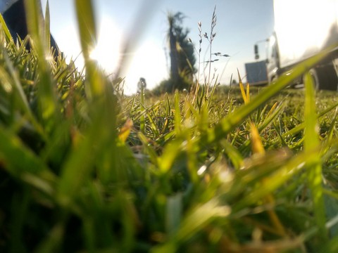 Green grass