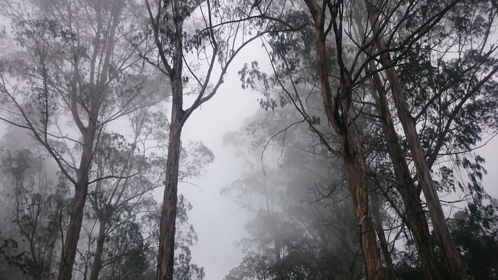 fog