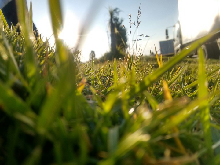 Green grass