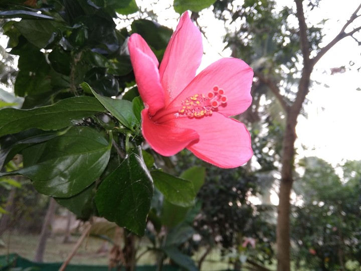 my mobile camera