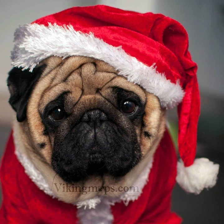 Cute PuG...