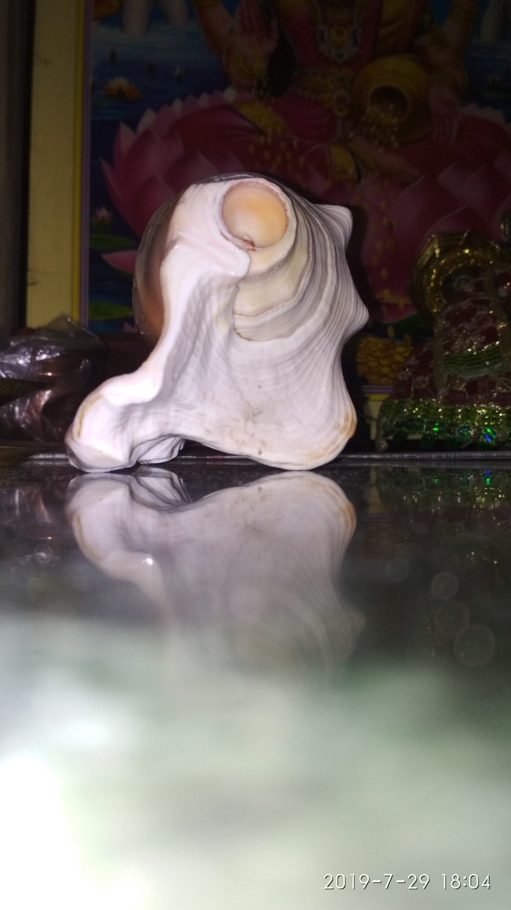 Shell