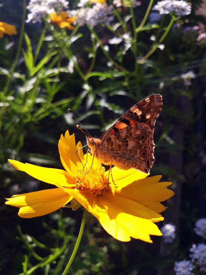 butterflie