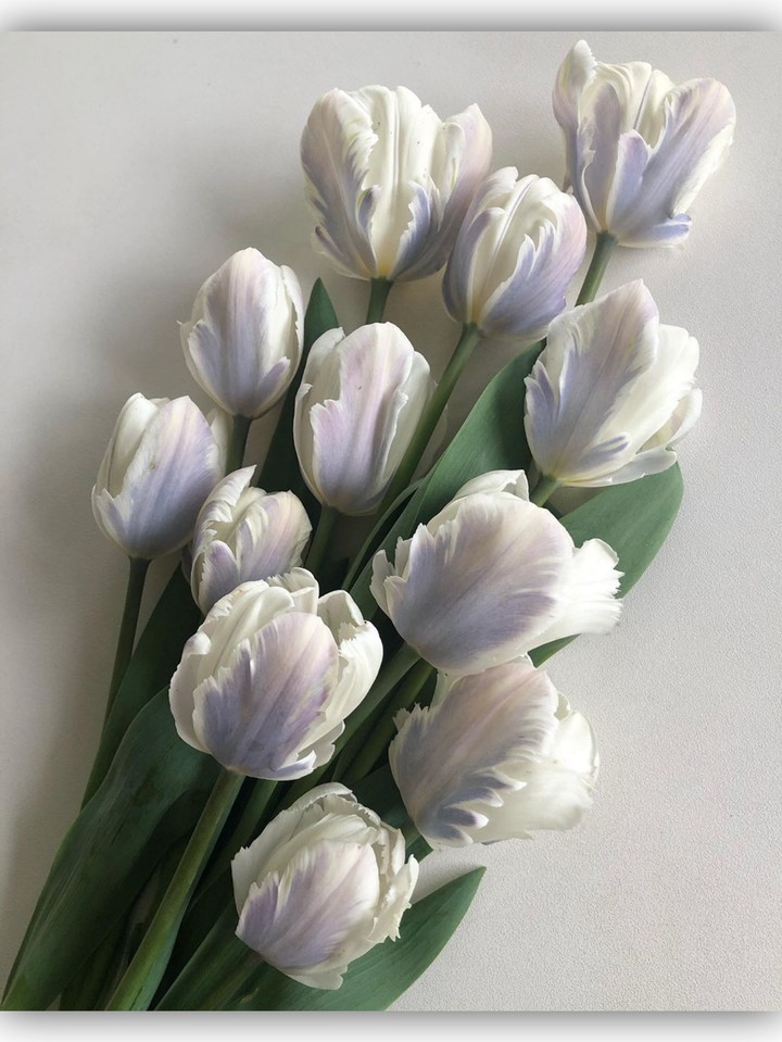 Tulip
