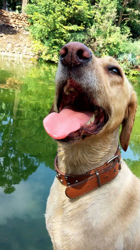 Man's best friend