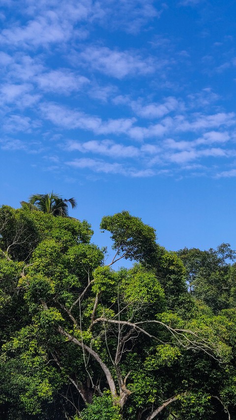 nature