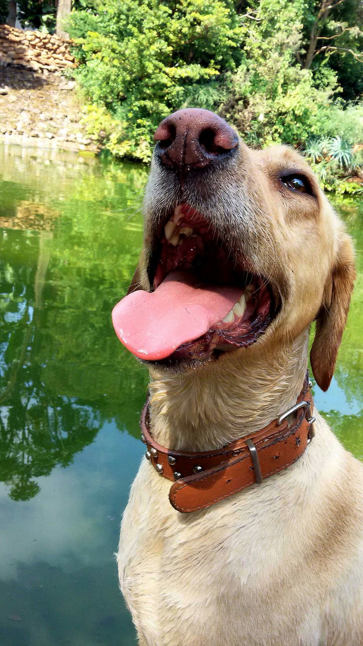 Man's best friend