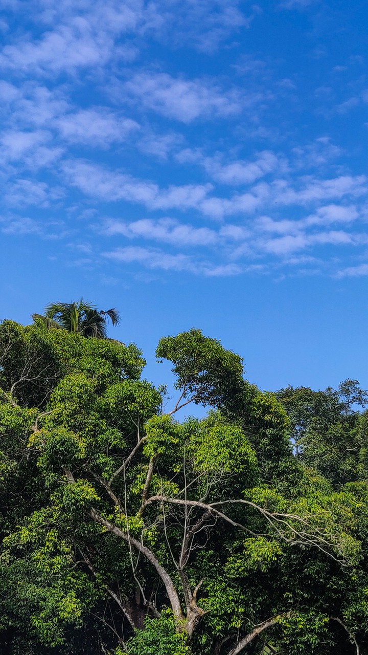 nature
