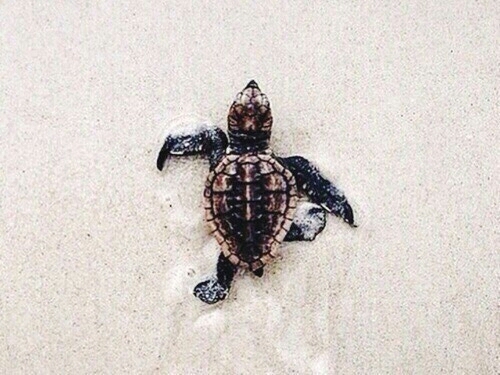 turtle