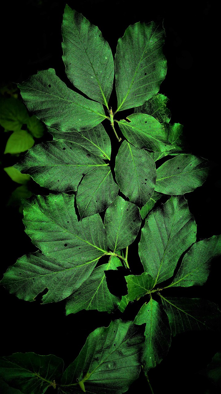 #nature