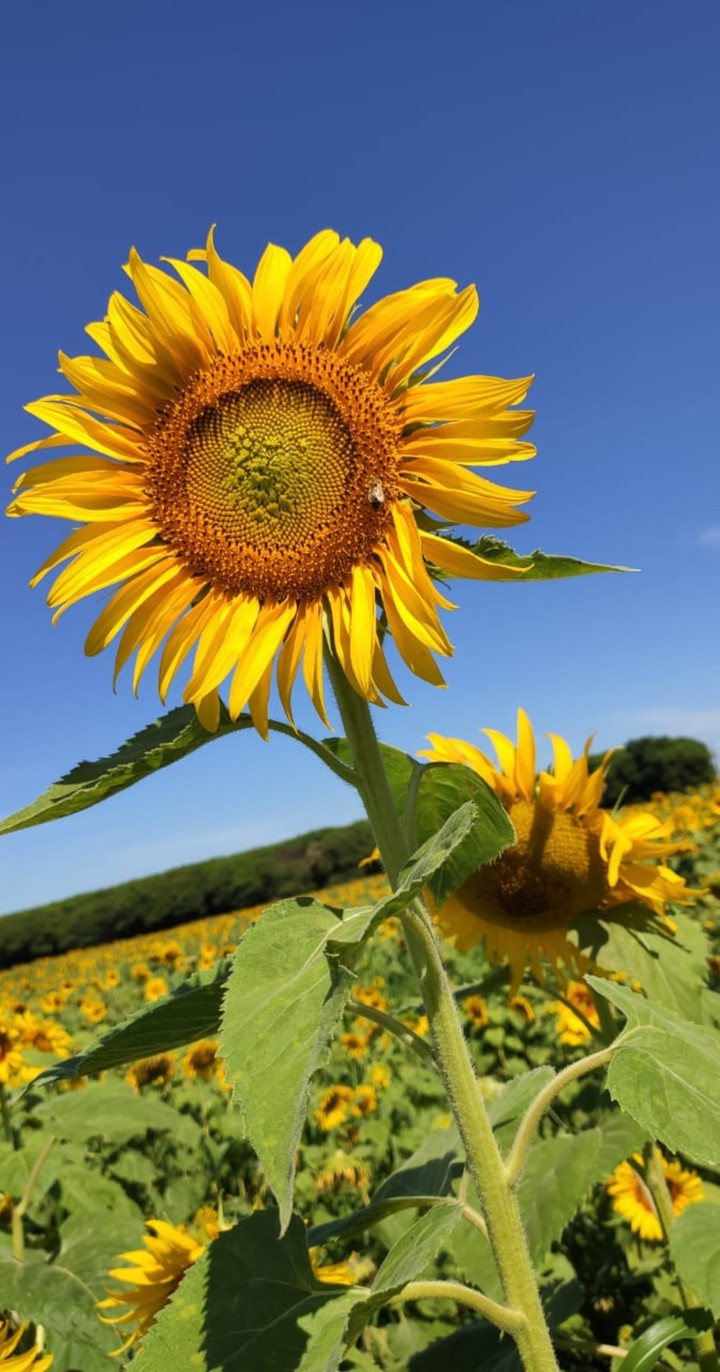 sol