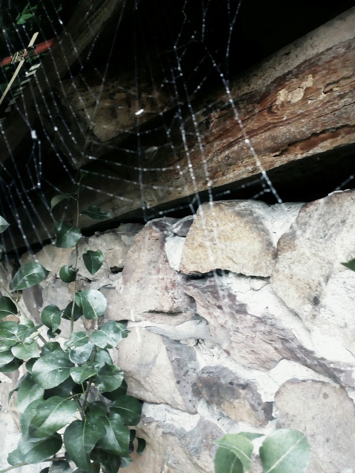 spider web