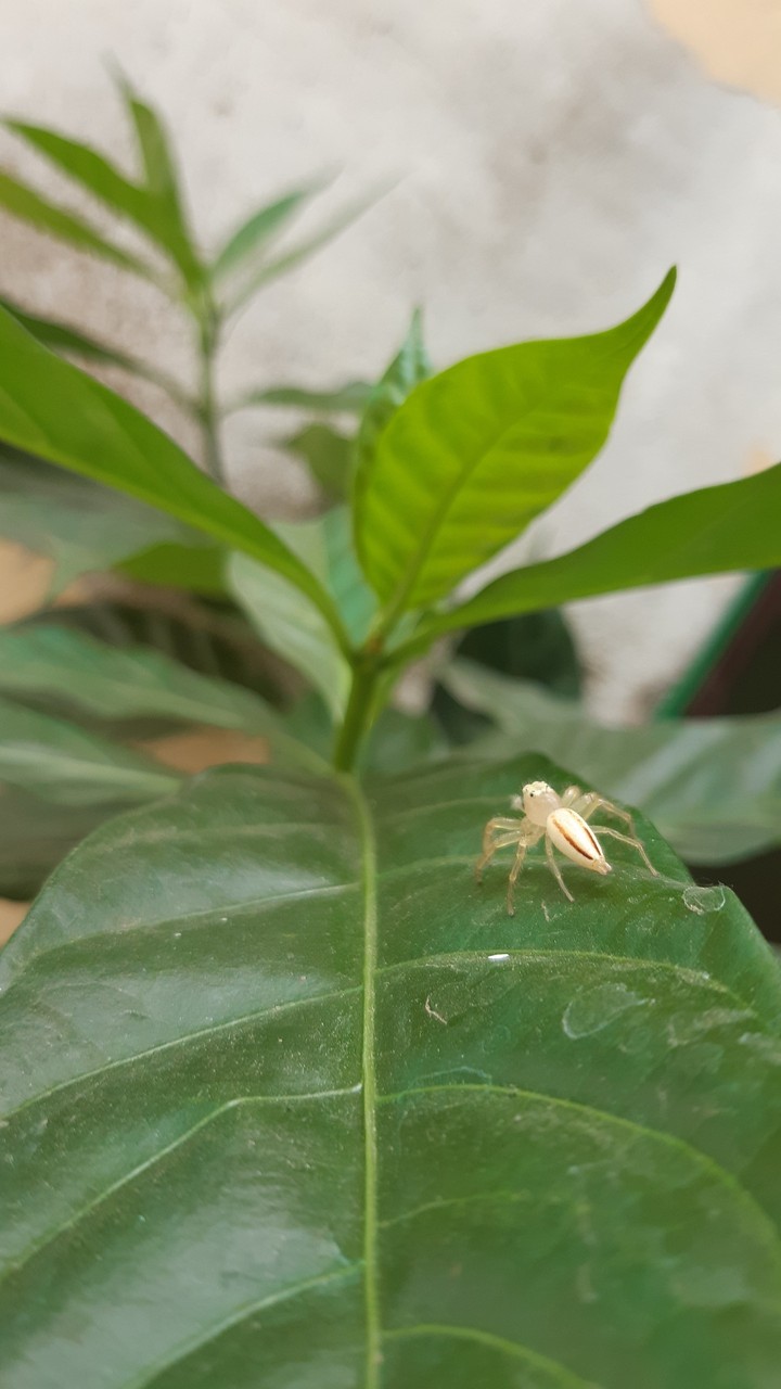 spider natural screen please