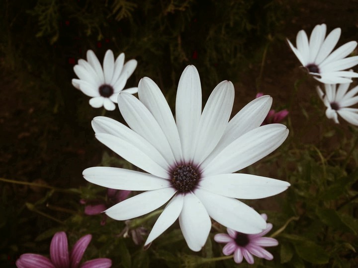 ??beautiful flowers??