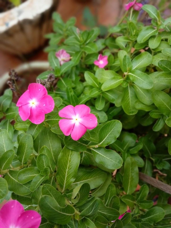 beautiful flowers