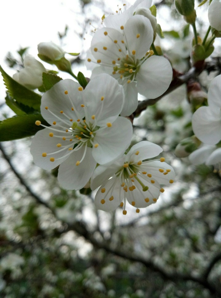 Cherry blossom