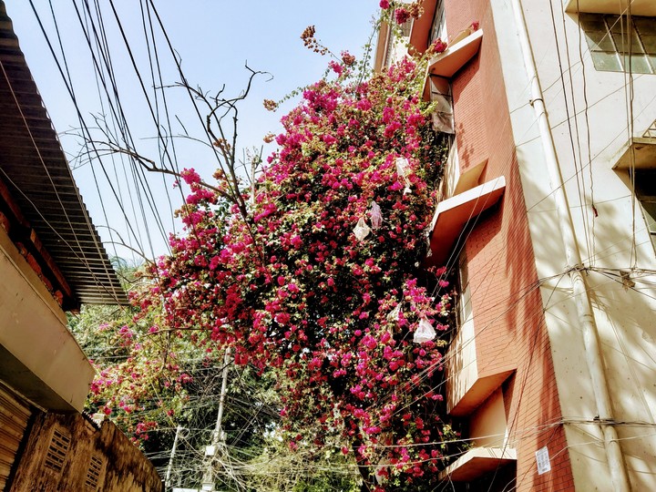 Flowers in the building
