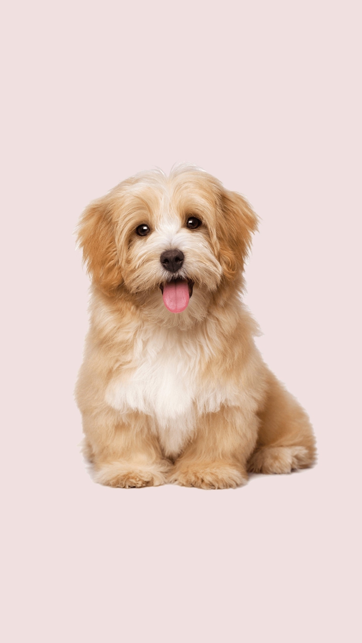 Maltipoo