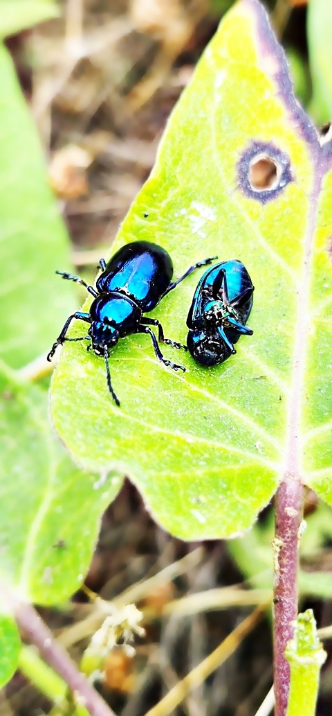 sfondi Close-up, insect