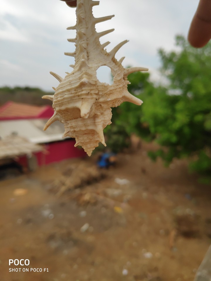 shell